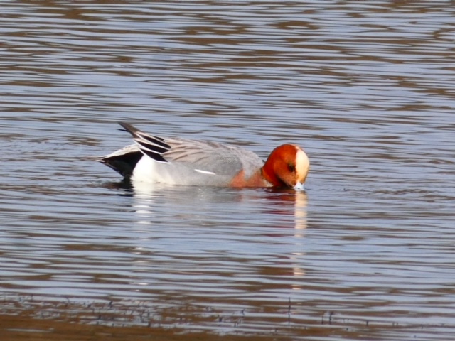a wigeon on a pond