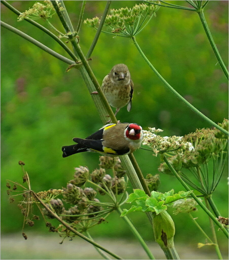 Goldfinches landed on a stem