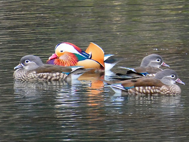 A group of mandarin ducks on a pond
