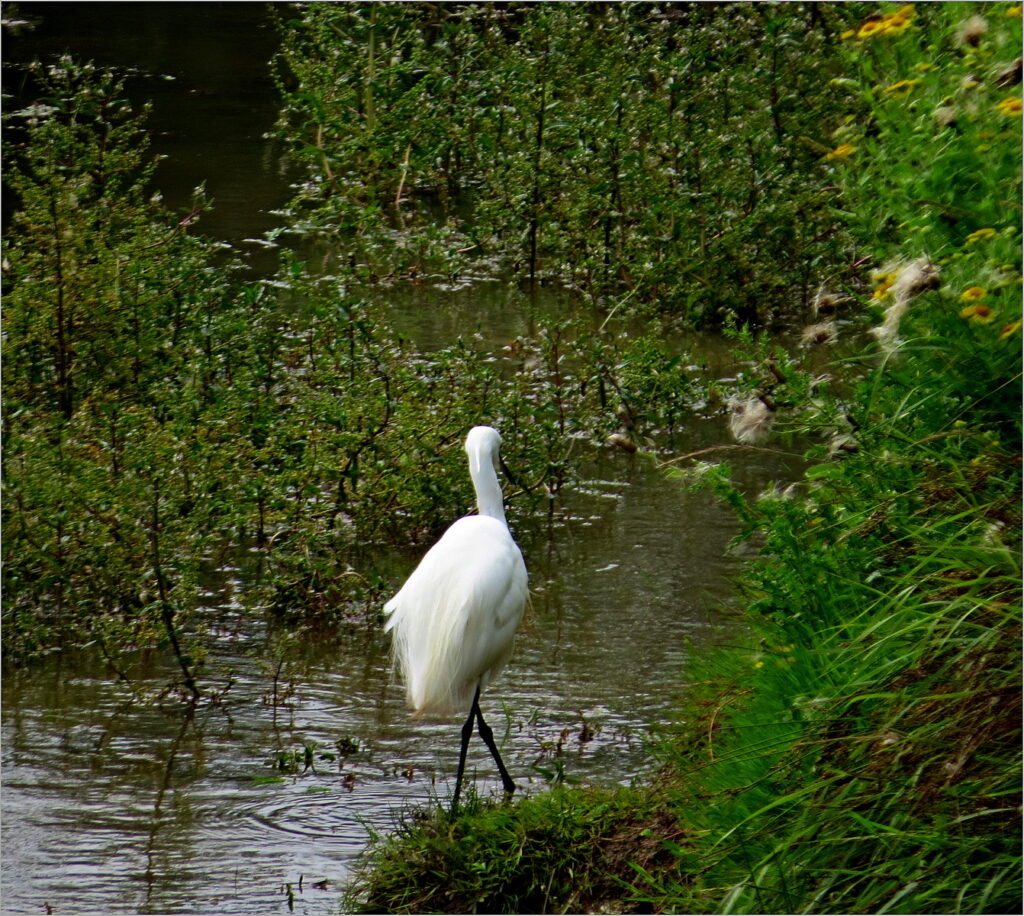 Little egret wading in stream