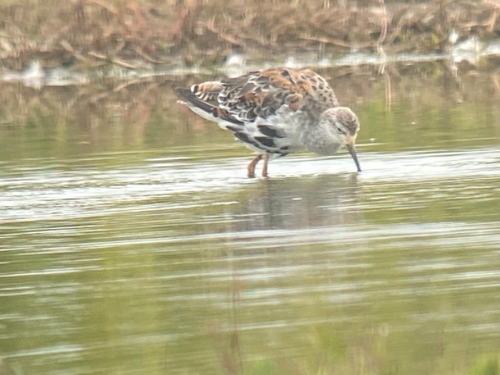 Ruff wading bird in shallow water