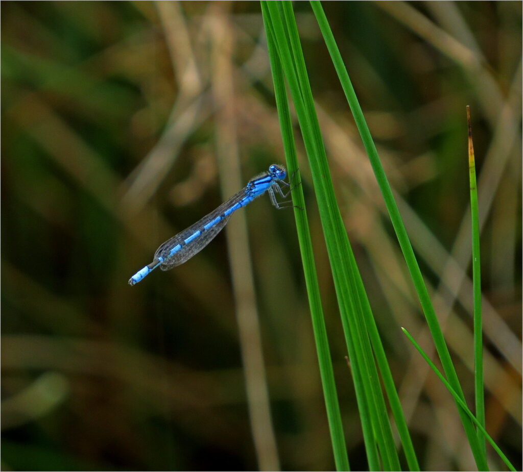 Azure Damselfly