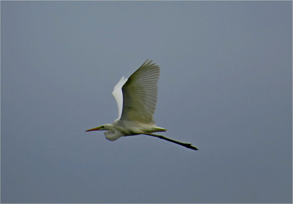 Great White Egret in flight