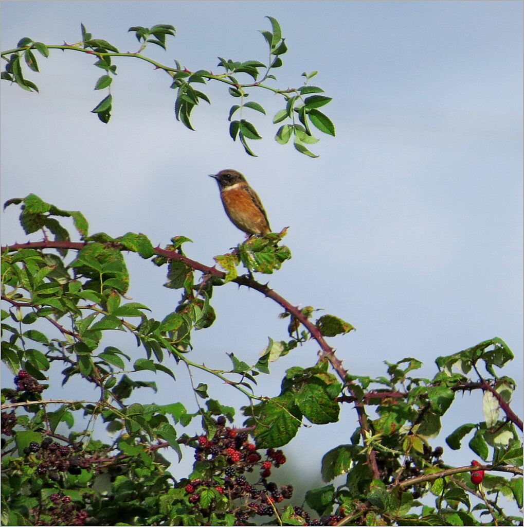 Stonechat perched on high branch