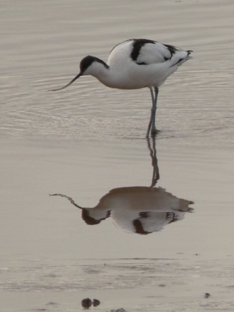 Avocet