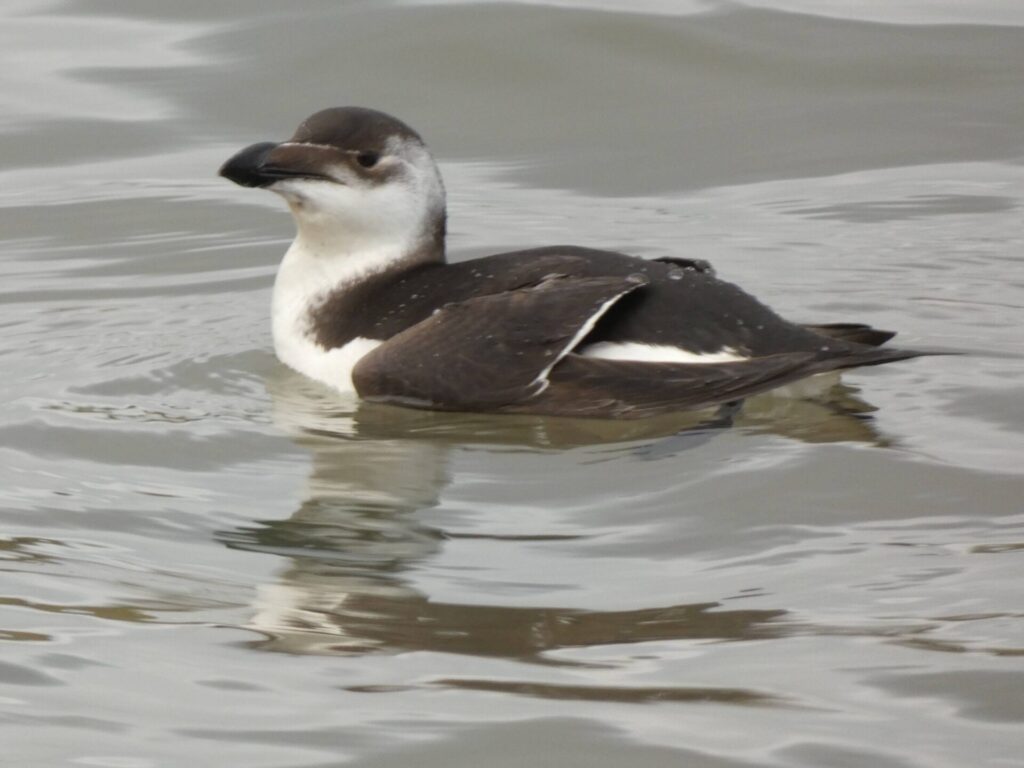 Razorbill