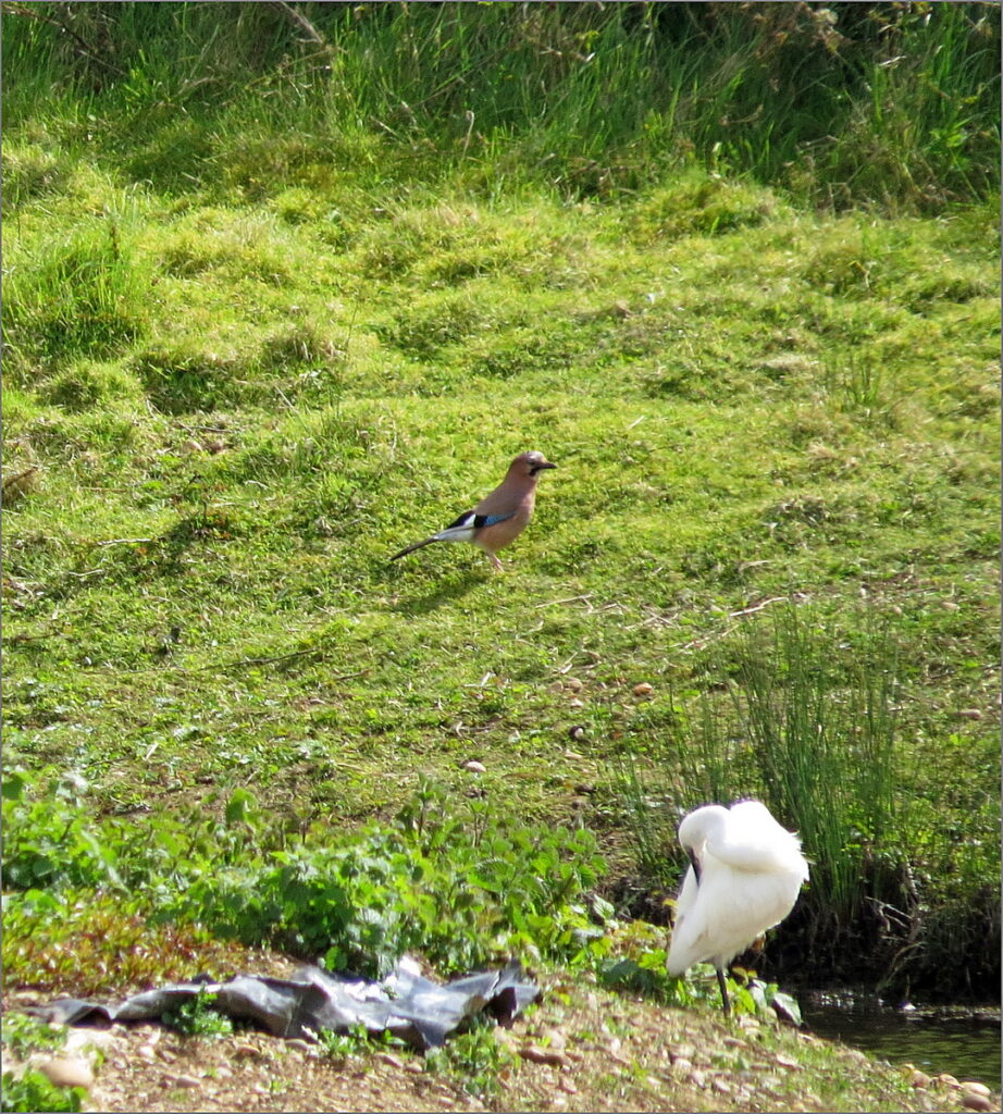 Little Egret and Jay
