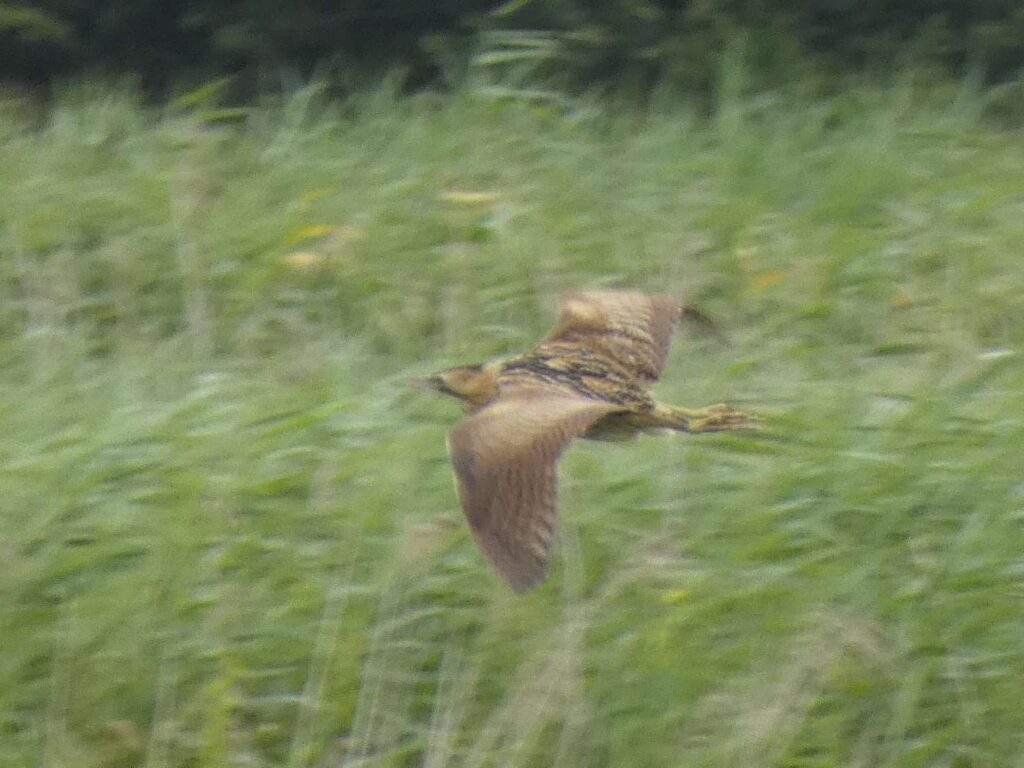 Bittern in flight