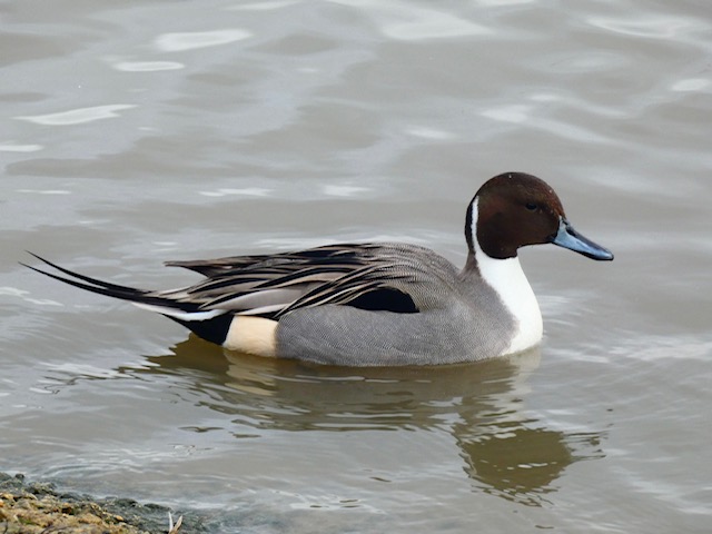 pintail duck on water