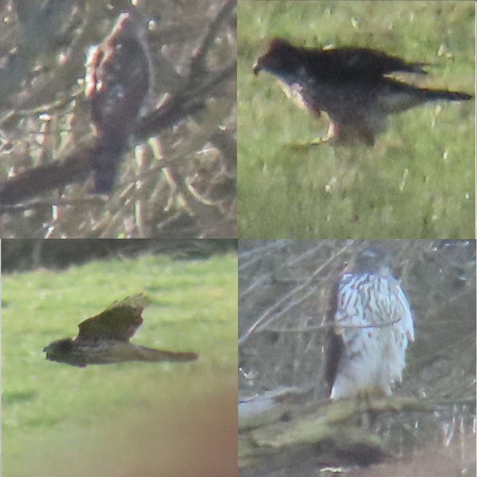 Composite photo of Goshawk - GB