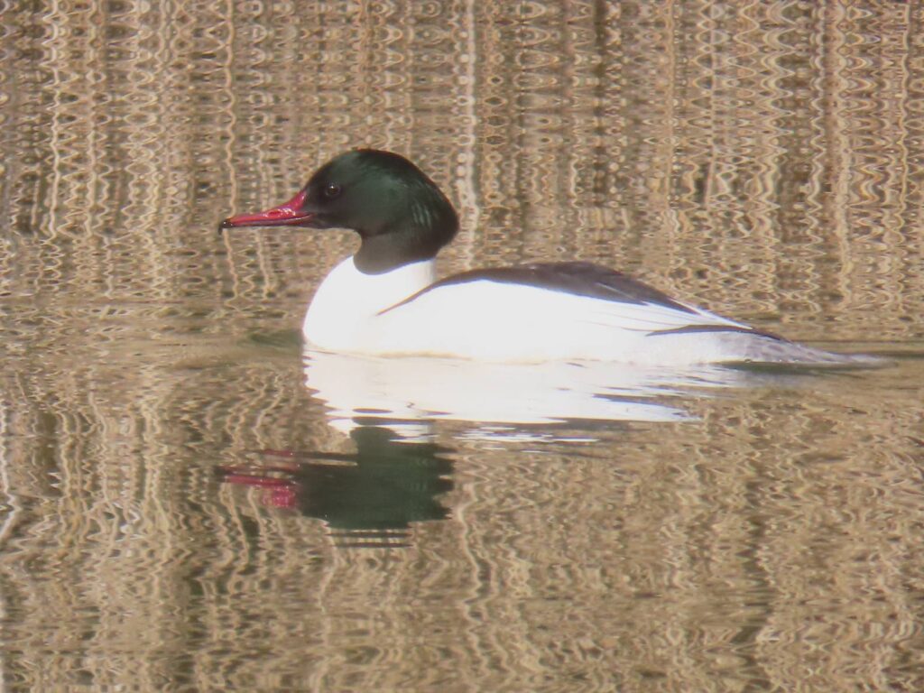 Goosander on water
