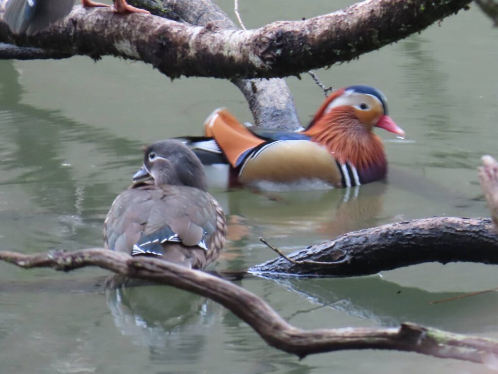 Mandarin ducks on water