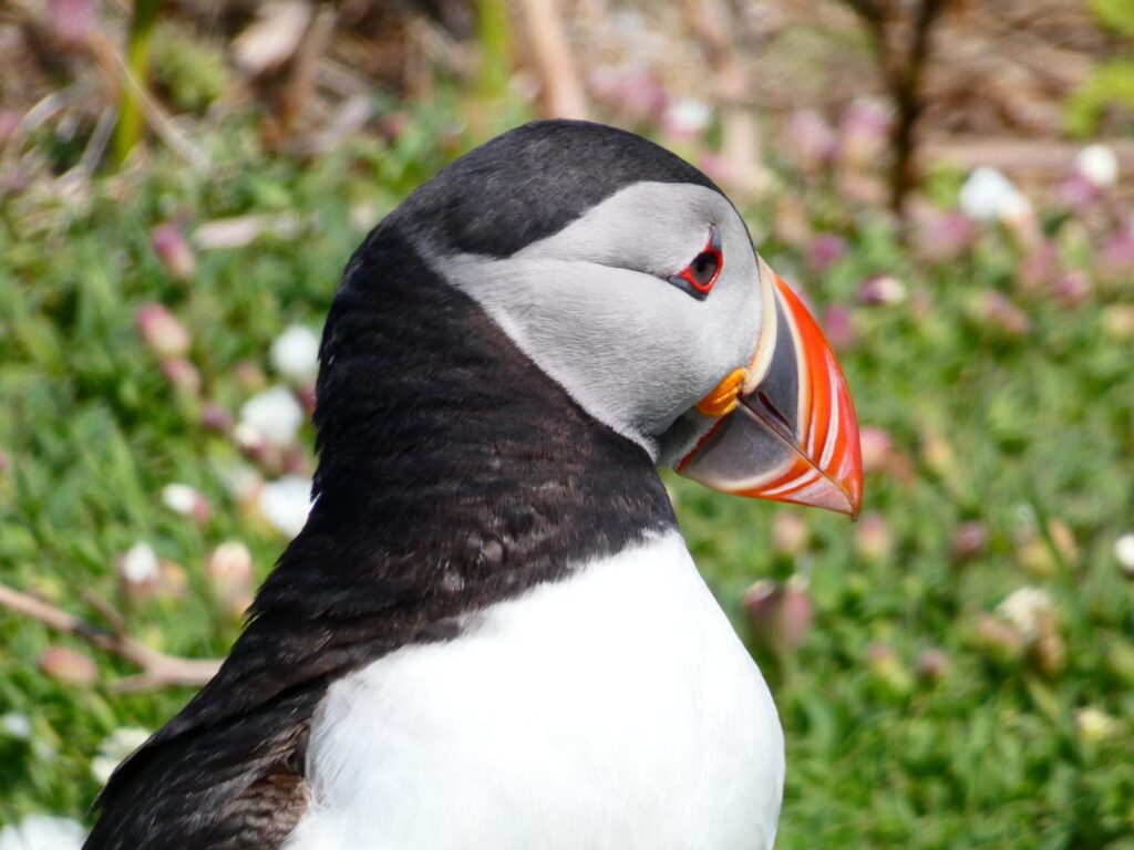 head shot of a puffin