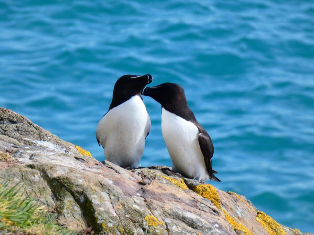 two razorbills on a rock