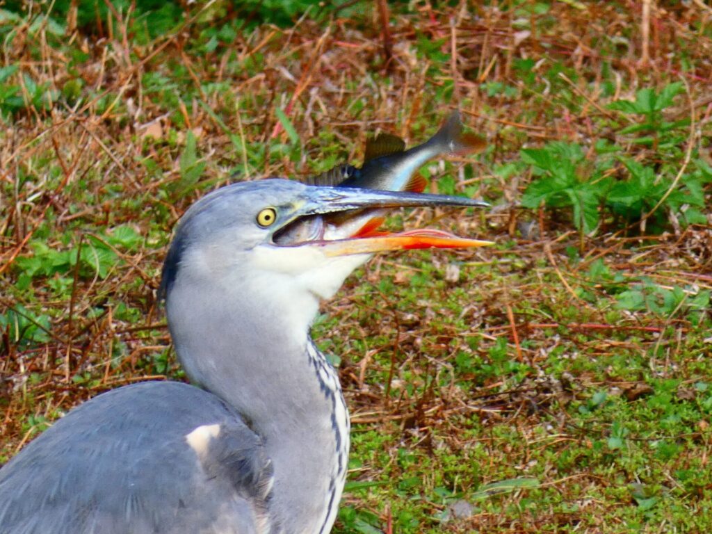 Grey heron with roach or rudd